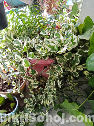 Indoor plants